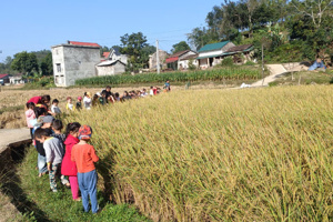 HOẠT ĐỘNG TRẢI NGHIỆM “THĂM QUAN CÁNH ĐỒNG LÚA, THĂM VƯỜN NGÔ, VƯỜN RAU, VƯỜN LẠC” CỦA TRƯỜNG MẦM NON 1 TRI LỄ NĂM HỌC 2024 -2025
